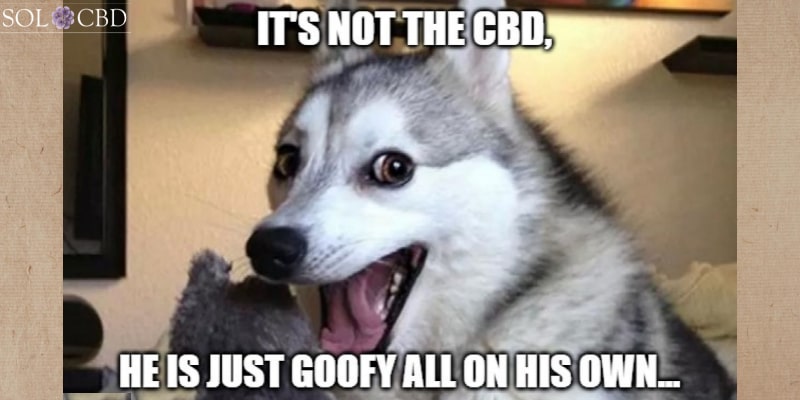 Hemp CBD oil won't make your dog "high."