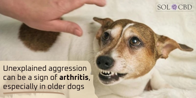Unexplained aggression can be a sign of arthritis, especially in older dogs.
