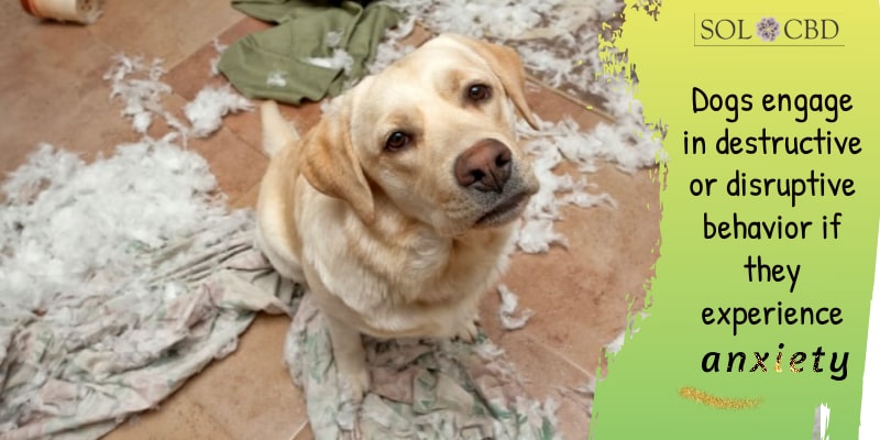 Dogs engage in destructive or disruptive behavior if they experience anxiety.