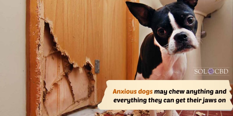 Anxious dogs may chew anything and everything they can get their jaws on.
