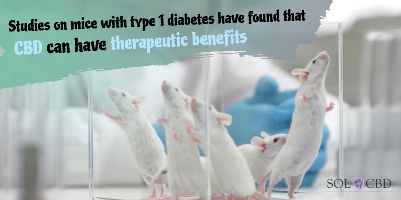 Studies on mice with type 1 diabetes have found that CBD can have therapeutic benefits.