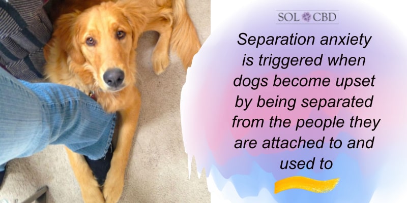 Separation anxiety is triggered when dogs become upset by being separated from the people they are attached to and used to.