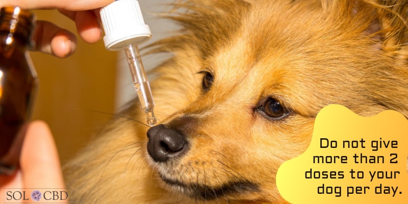 How Often Can I Give My Dog CBD Oil for Arthritis?