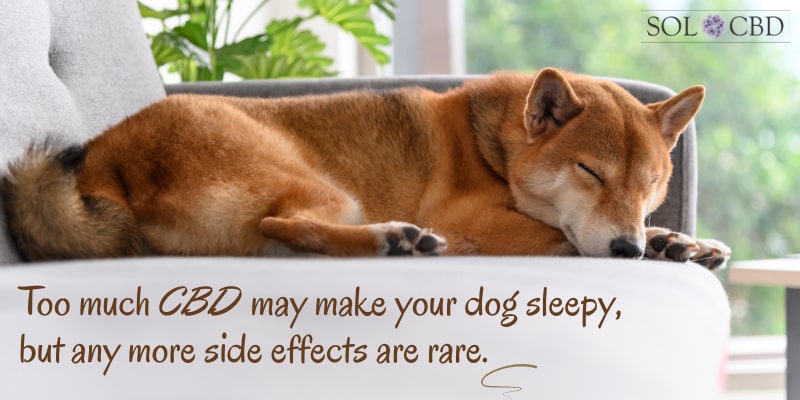 Too much CBD may make your dog sleepy, but any more side effects are rare.