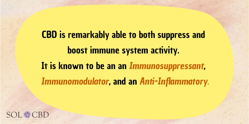 CBD is remarkably able to both suppress and boost immune system activity. It is known to be an an Immunosuppressant, Immunomodulator, and an Anti-Inflammatory.