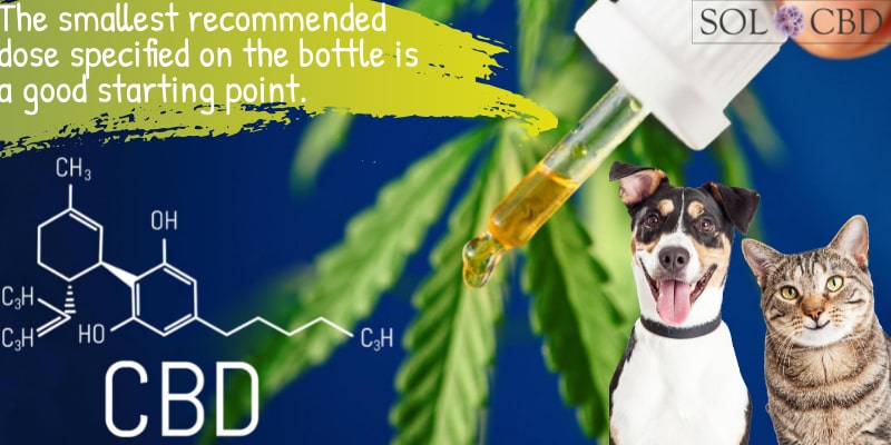 How Much Hemp CBD Oil Should You Give Your Dog?