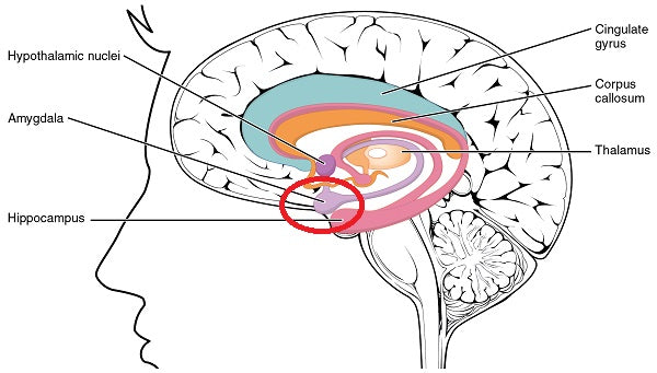 HEMP OIL FOR ANXIETY : anxiety and human brain