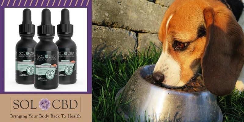 Introduce liposomal CBD to your dog as a food additive.