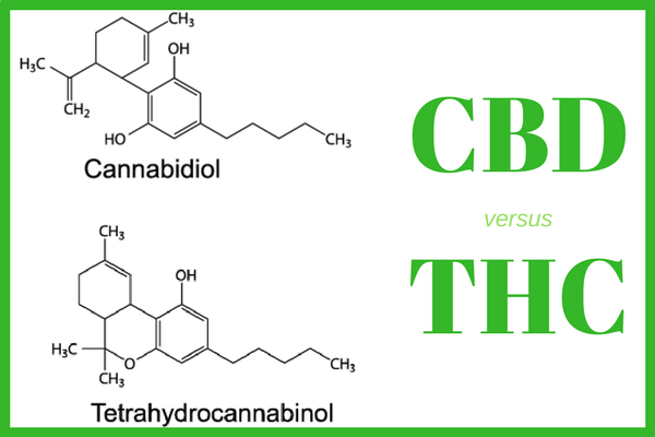 All cannabinoids are 21-carbon molecules that interact with the body’s endocannabinoid system.