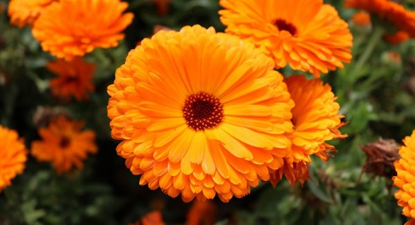 Because of its skin soothing benefits, calendula adds significantly to CBD balm’s healing properties.