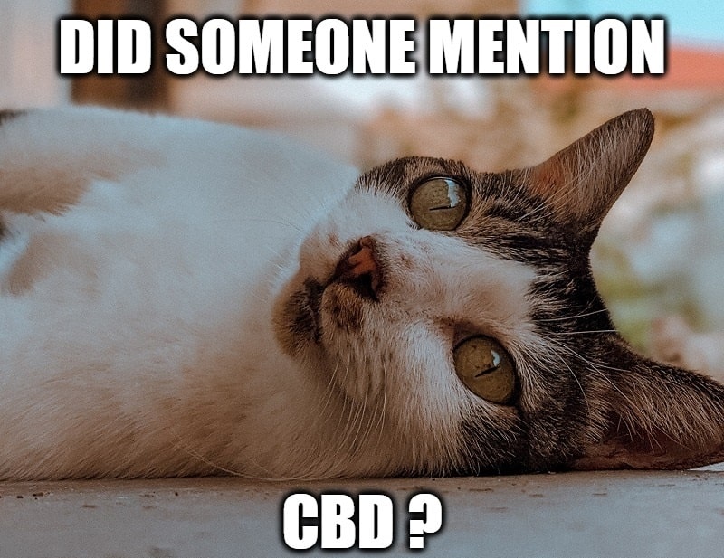 The CBD Craze