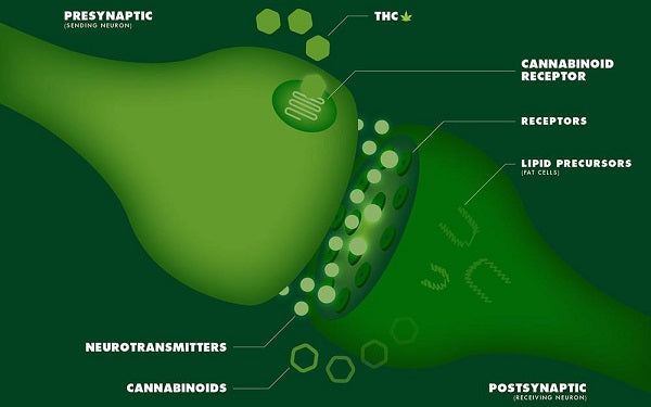 CBD effects on body _the endocannabinoid reaction