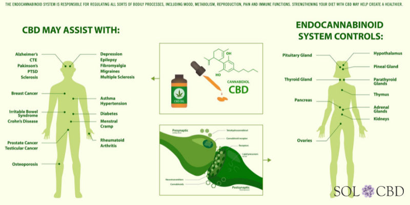 How Does CBD Affect the Body
