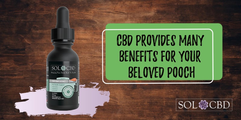 CBD oil is extremely applicable for use with animals.