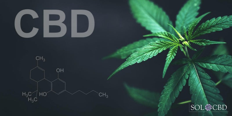 Introduction to CBD and Female Fertility - Separating Fact from Fiction