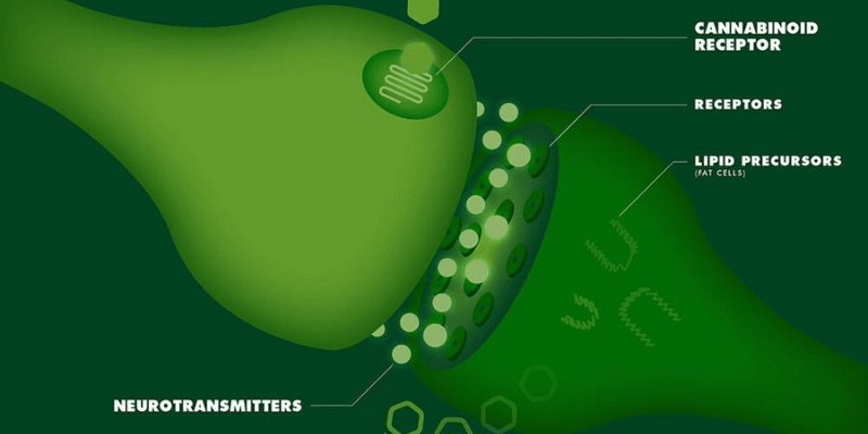 These are receptors that the cannabinoids we’ve known and heard of for years will ultimately join.