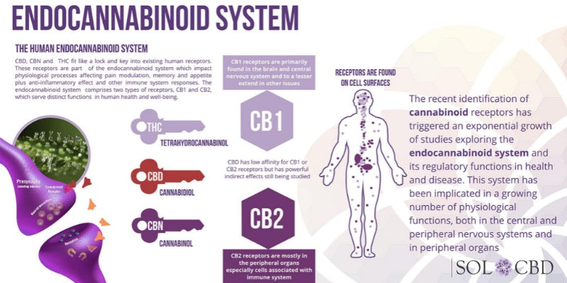 What is CBD and How Does it Work