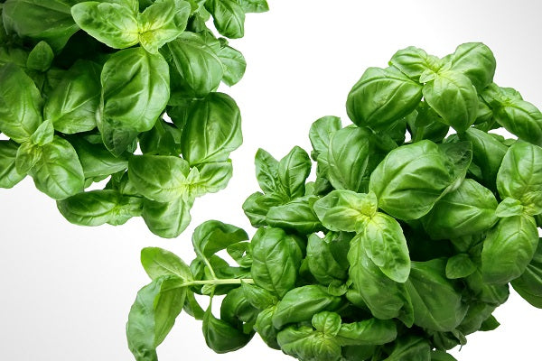 Natural Fibromyalgia Treatments: Basil Oil