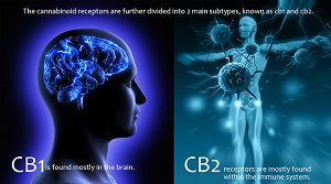 Cannabidiol: CB1 and CB2 receptors