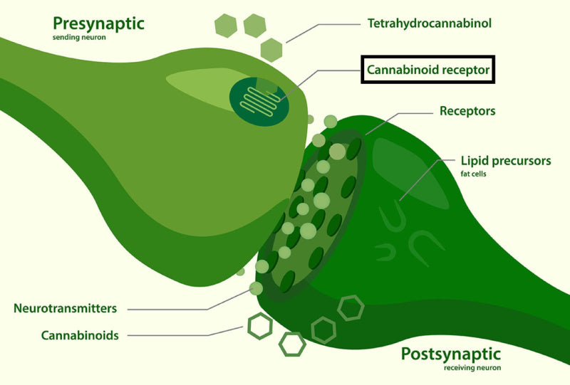 cannabinoid receptors