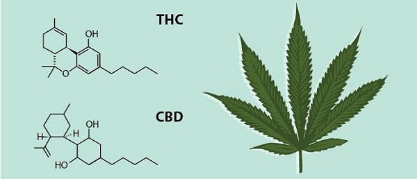 CBD oil for migraines: Cannabinoids THC and CBD