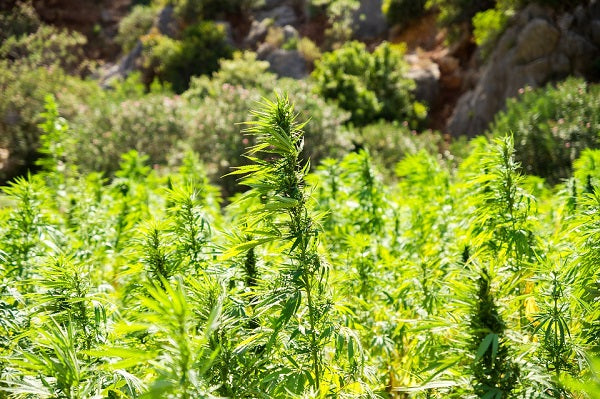 Distinctions between hemp and marijuana—getting the facts straight.