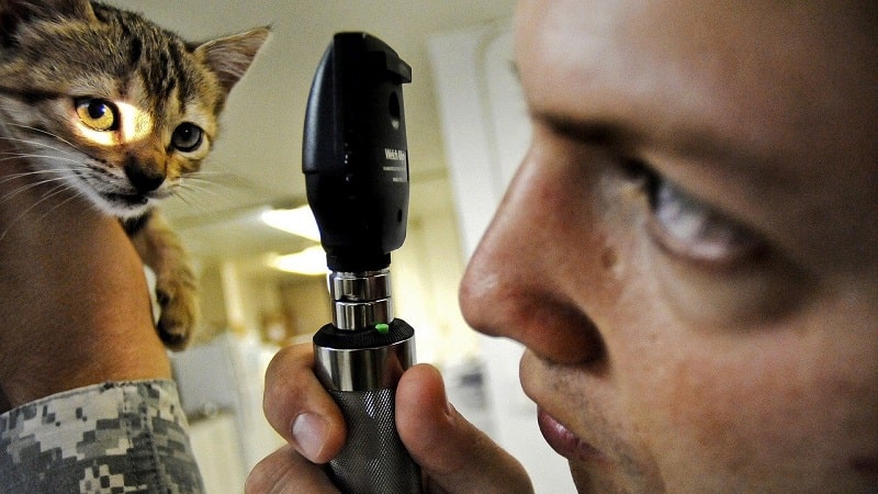 Vets are now considering hemp CBD oil as an alternative treatment for cats and dogs.