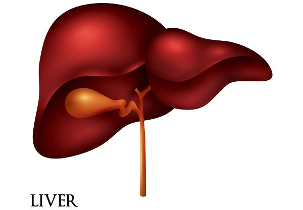 CBD and about 60 percent of today’s prescribed pharmaceuticals are processed through the liver.