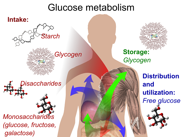 CBD DRUG INTERACTIONS : HOW BODY METABOLIZE CBD