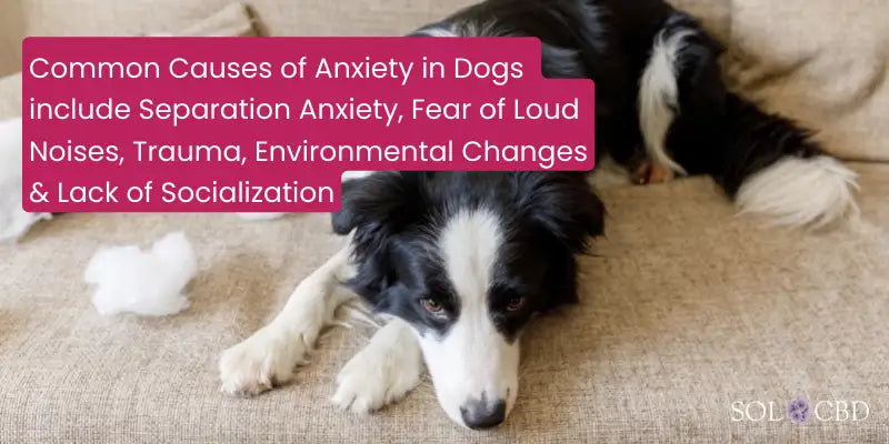 Common Causes of Anxiety in Dogs