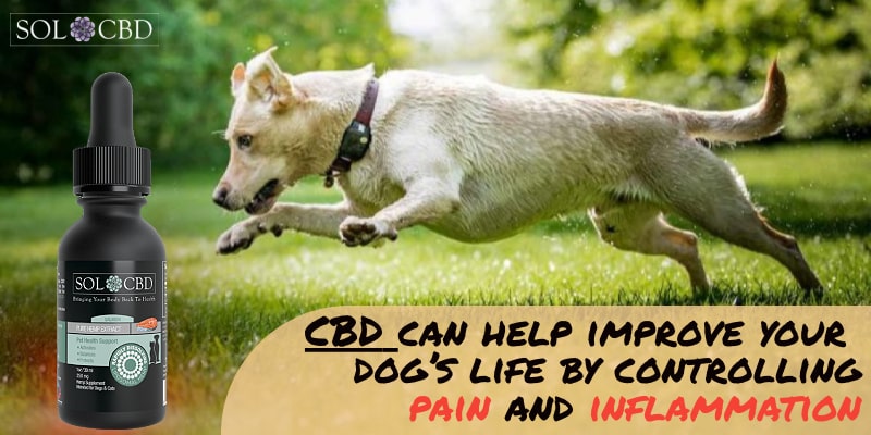 CBD can help improve your arthritic dog’s life by controlling pain and inflammation.