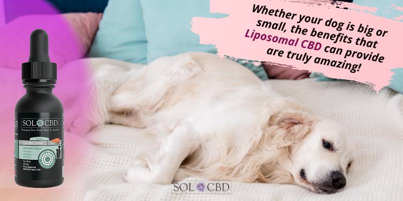 Whether your dog is big or small, the benefits that Liposomal CBD can provide are truly amazing!