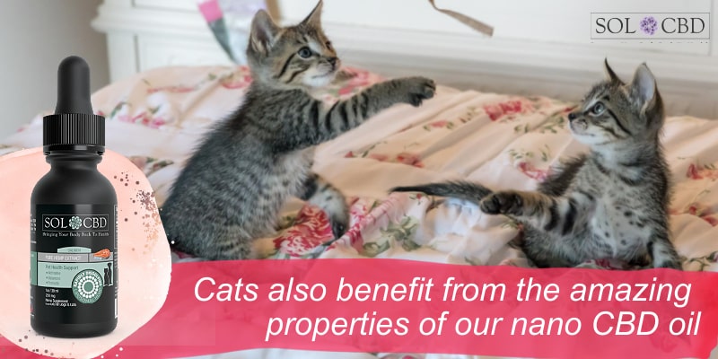 Cats also benefit from the amazing properties of our nano CBD oil.