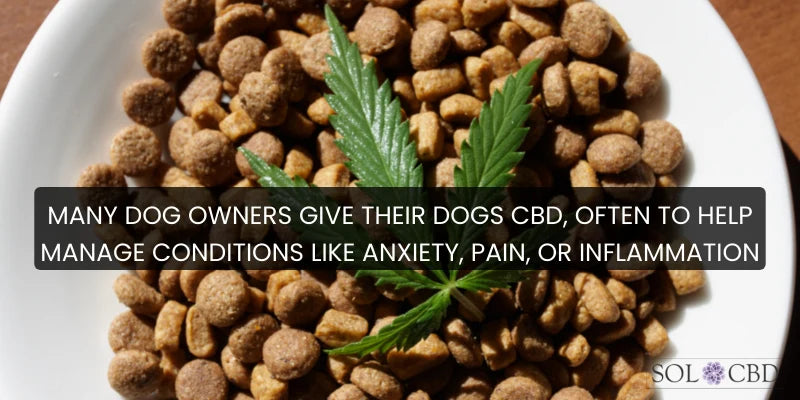 Many dog owners give their dogs CBD, often to help manage conditions like anxiety, pain, or inflammation.