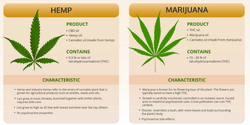 Difference Between CBD, THC, Marijuana, and Hemp