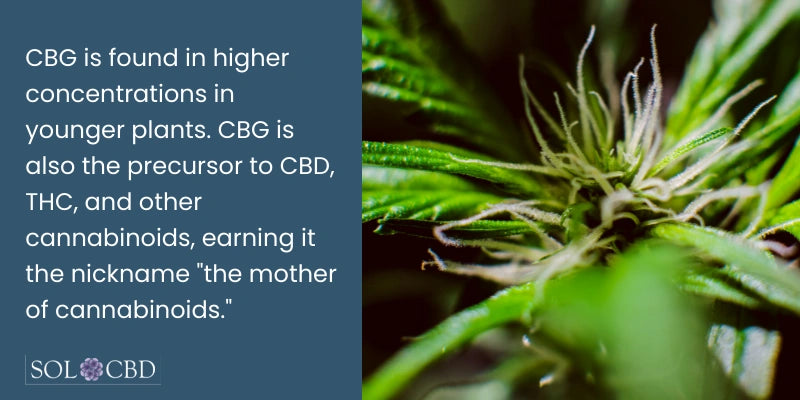 CBG is found in higher concentrations in younger plants. CBG is also the precursor to CBD, THC, and other cannabinoids, earning it the nickname