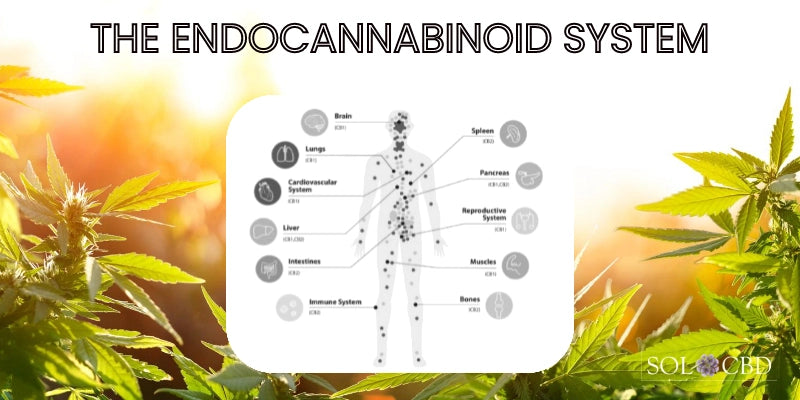 CBD, a non-psychoactive compound found in cannabis, impacts the ECS, enhancing its ability to maintain balance in the digestive system.