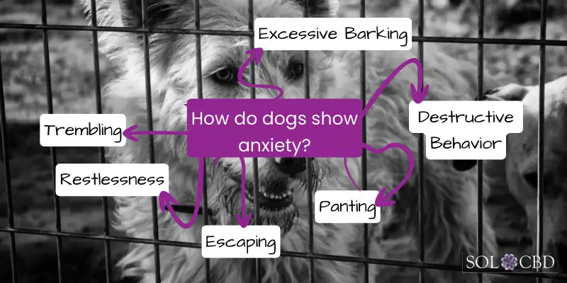 How do dogs show anxiety?