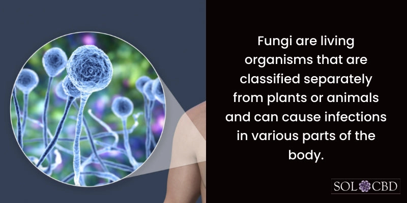 What is Fungi?