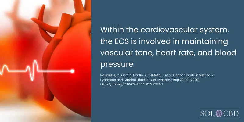 Within the cardiovascular system, the ECS is involved in maintaining vascular tone, heart rate, and blood pressure.