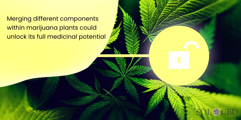 Merging different components within marijuana plants could unlock its full medicinal potential.