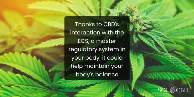 CBD doesn't bind directly to ECS receptors like other cannabinoids do but rather influences them, possibly helping the ECS to maintain balance within the body