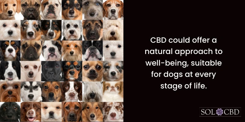 What are the Benefits of CBD Oil for Dogs of All Ages?