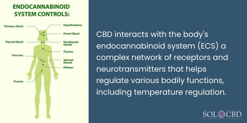 When CBD interacts with the ECS, it can help to balance the body's temperature and reduce the frequency and intensity of hot flashes.