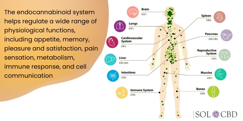 The endocannabinoid system helps regulate a wide range of physiological functions