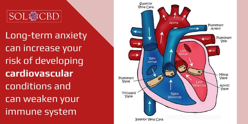Long-term anxiety can increase your risk of developing cardiovascular conditions and can weaken your immune system.