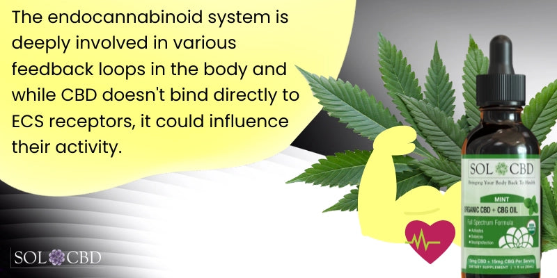 The endocannabinoid system (ECS) is deeply involved in various feedback loops in the body, including both positive and negative systems. While CBD doesn't bind directly to ECS receptors, it can influence their activity