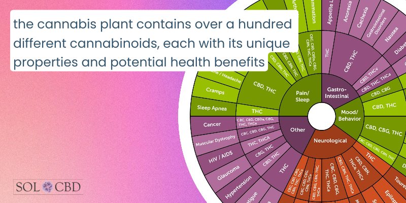 the cannabis plant contains over a hundred different cannabinoids, each with its unique properties and potential health benefits.