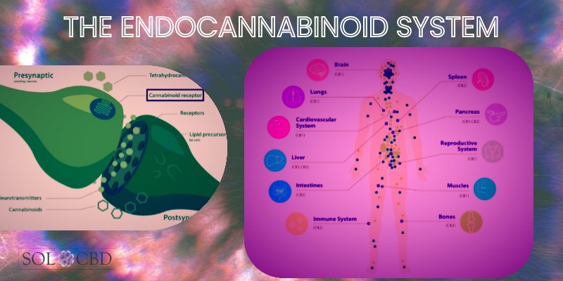 The endocannabinoid system offers potential therapeutic benefits for addiction recovery by targeting specific components involved in the disease process. 