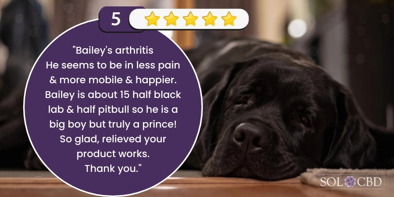 You've explored the realm of CBD  types for pets, but how about leveraging CBD to potentially help manage your dog's pain?